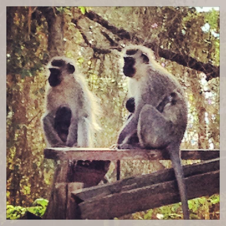 Jungle Monkey Backpackers Vandrehjem Port Saint Johnʼs Eksteriør billede